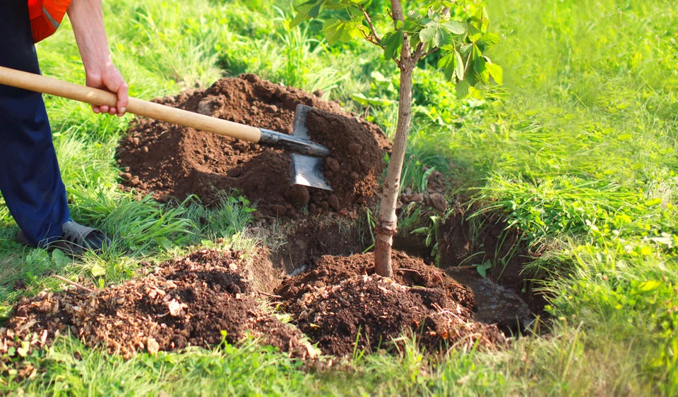 Scène extérieure de plantation d'arbre avec personne utilisant une pelle à manche long pour ajouter de la terre autour d'un jeune arbre